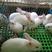 肉兔养殖基地，有大量满月小兔子出售，各种各样的颜色都有