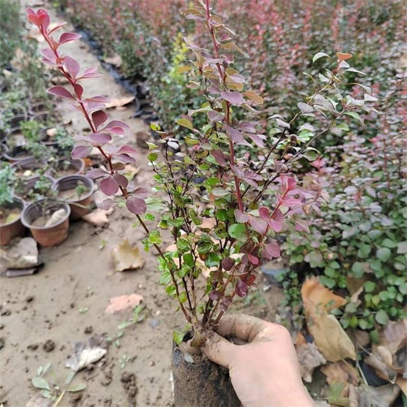 紫叶小檗，基地批发，大量供应优质紫叶小檗50万株