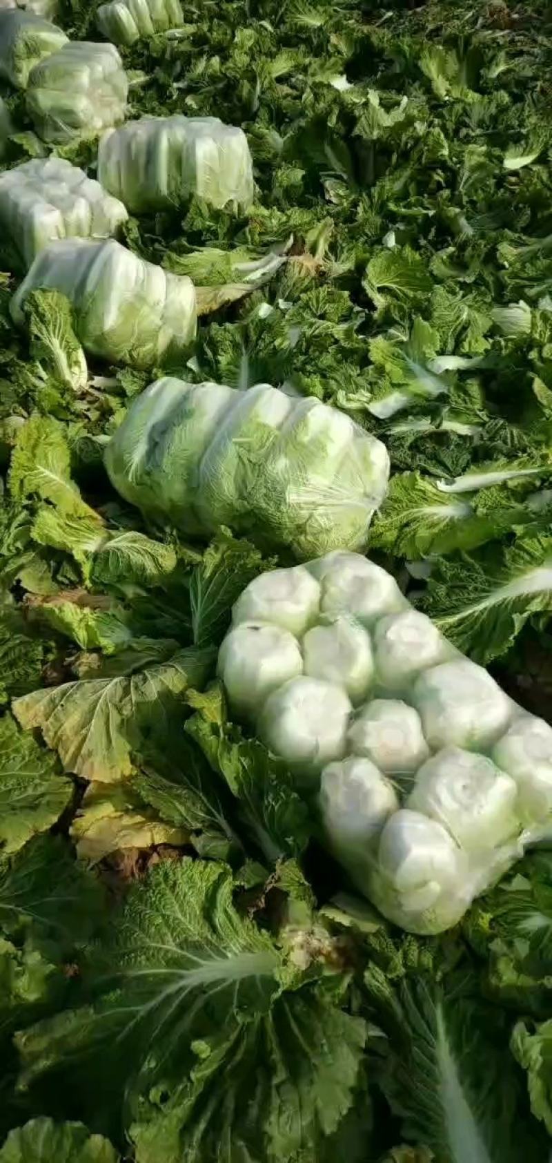 山东省济南市平阴县，北京新三号白菜，大量供应，质量好，