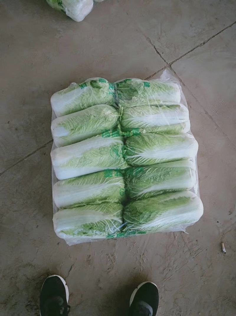 山东省济南市平阴县，北京新三号白菜，大量供应，质量好，