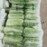 山东省济南市平阴县，北京新三号白菜，大量供应，质量好，