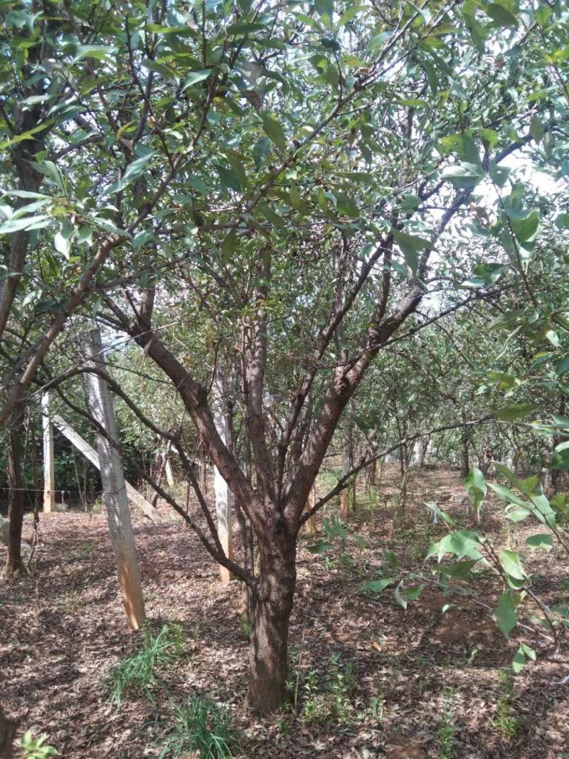 地径10-30公分精品李子树基地直供