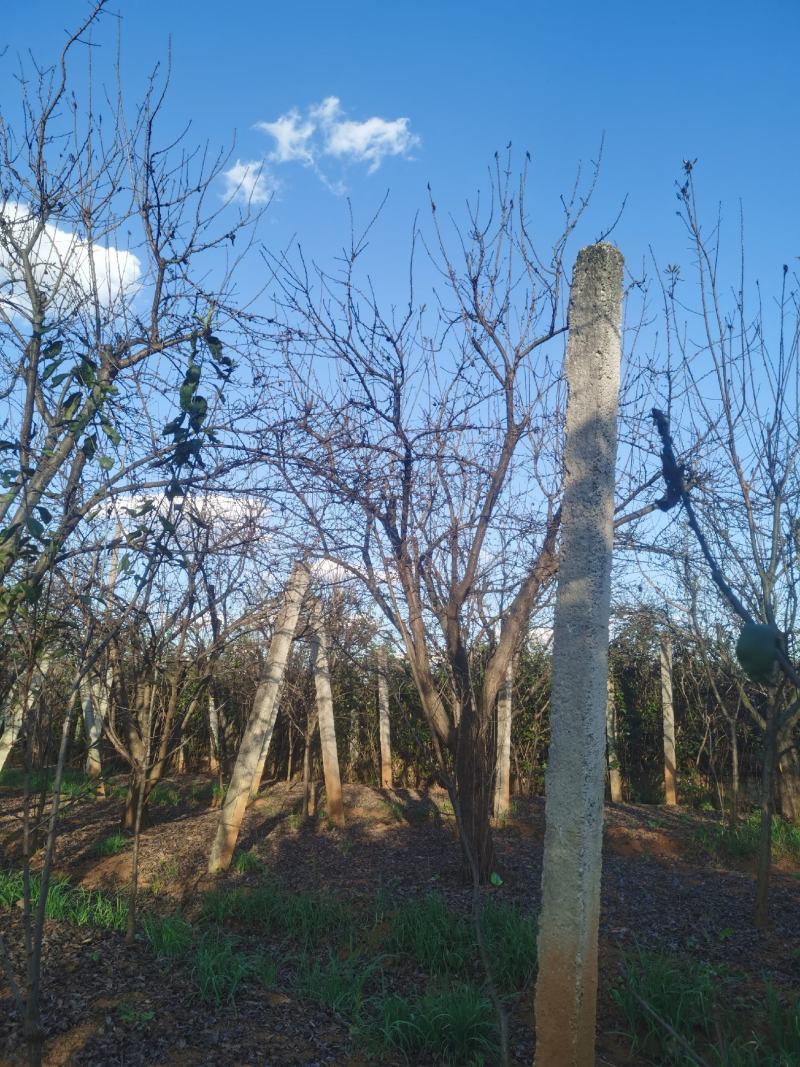 地径10-30公分精品李子树基地直供
