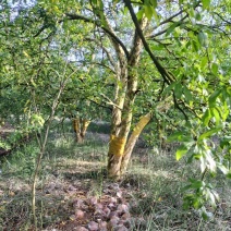 精品石榴树，各种规格要求，基地直供