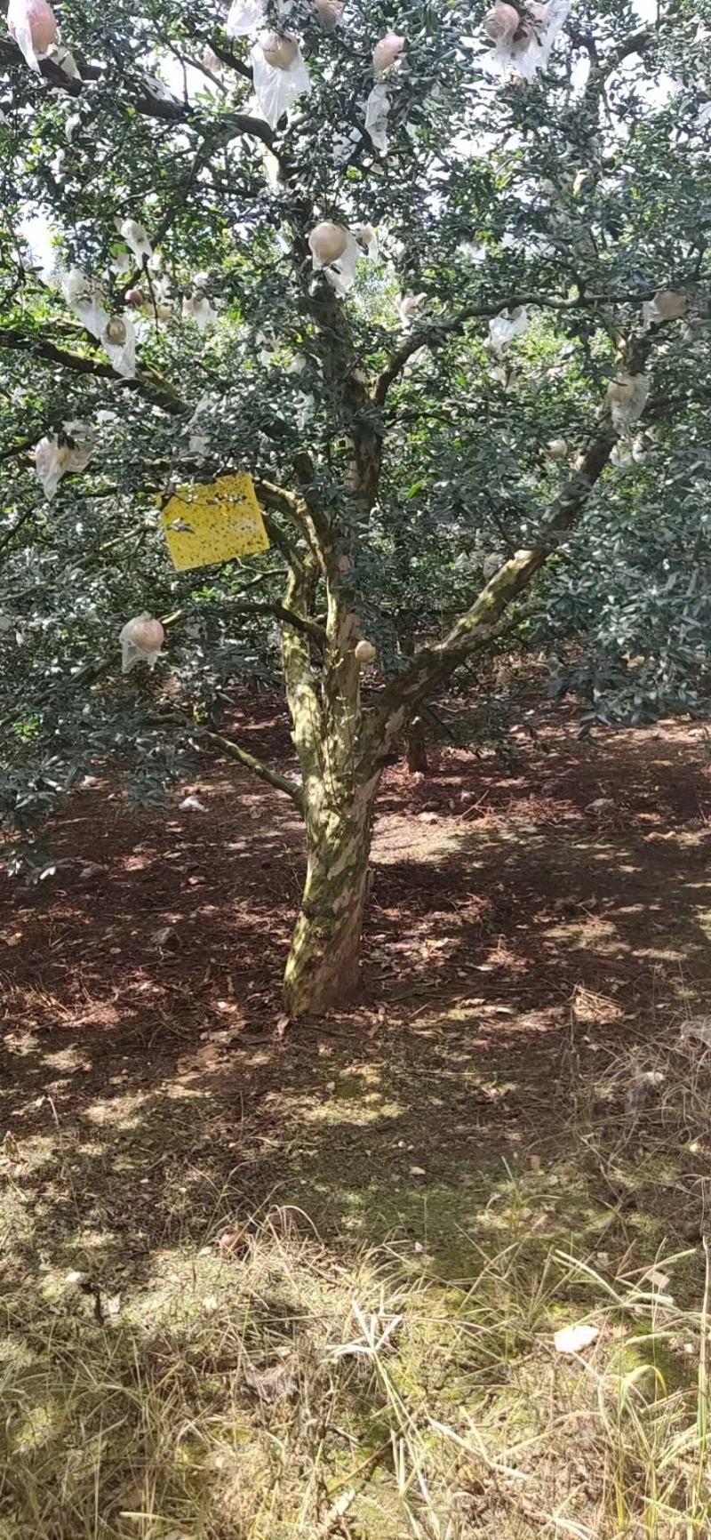 精品石榴树，各种规格要求，基地直供