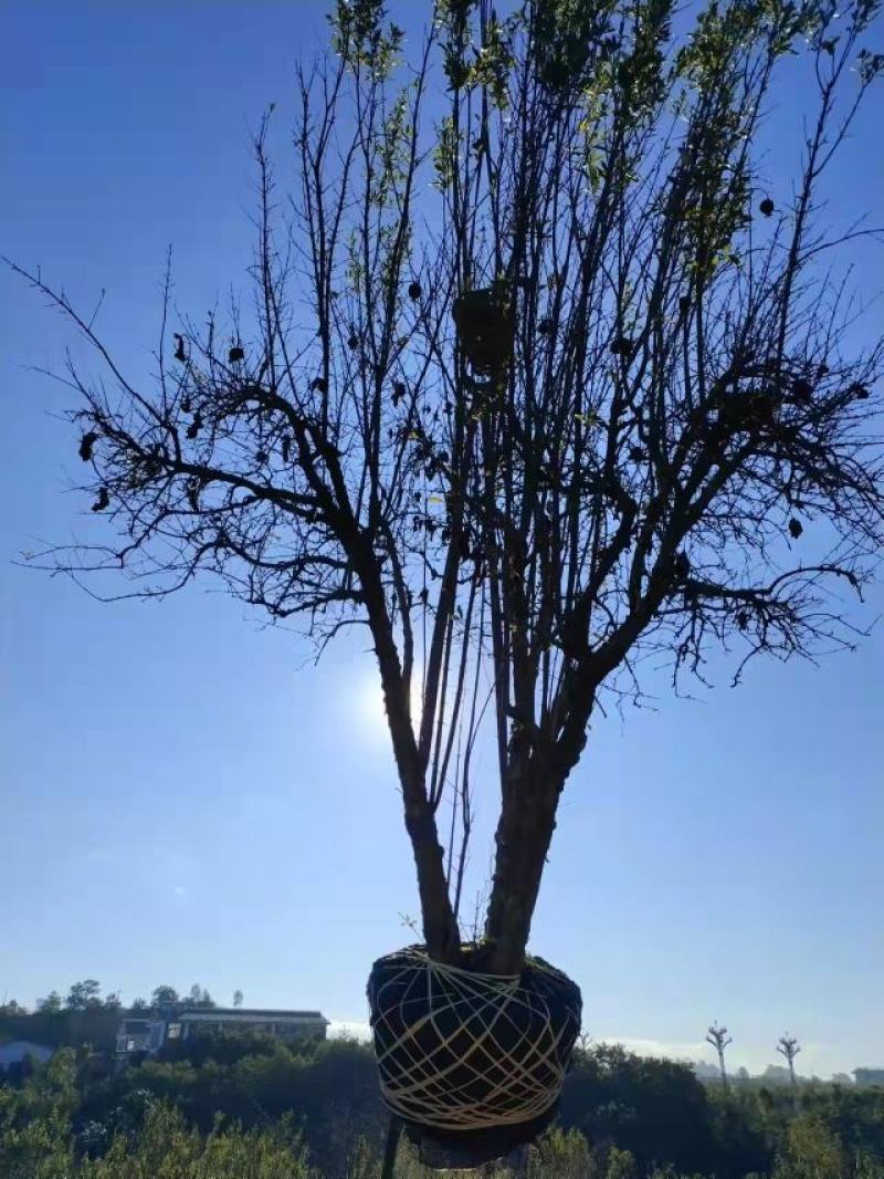 精品石榴树，各种规格要求，基地直供