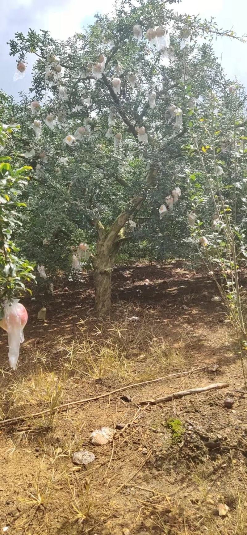 精品石榴树，各种规格要求，基地直供