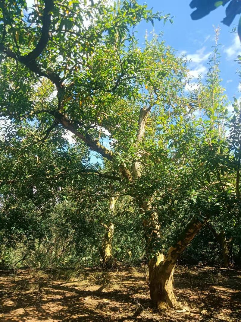 精品石榴树，各种规格要求，基地直供