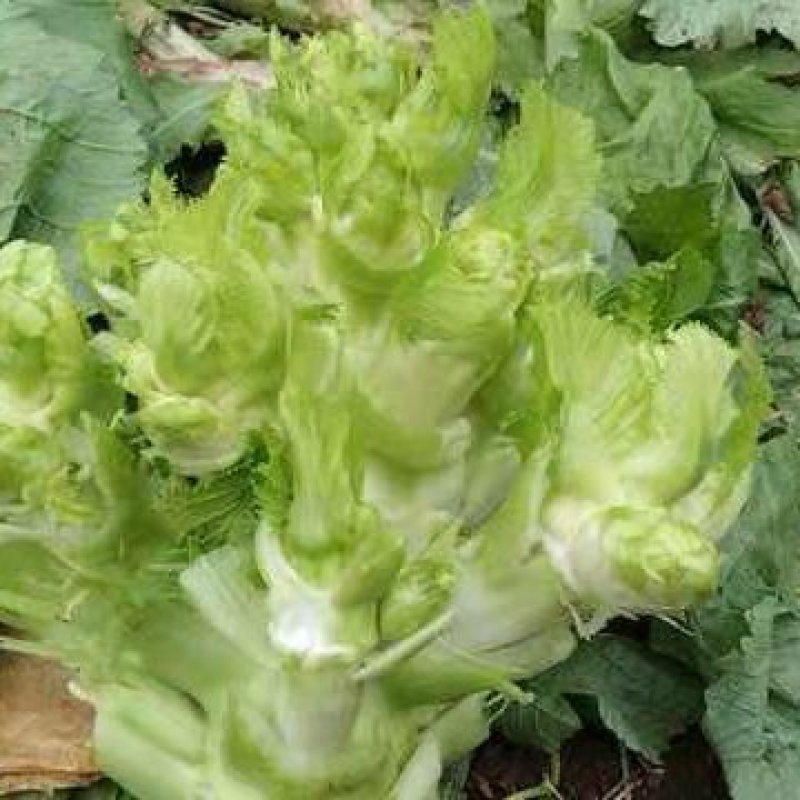 金品儿菜