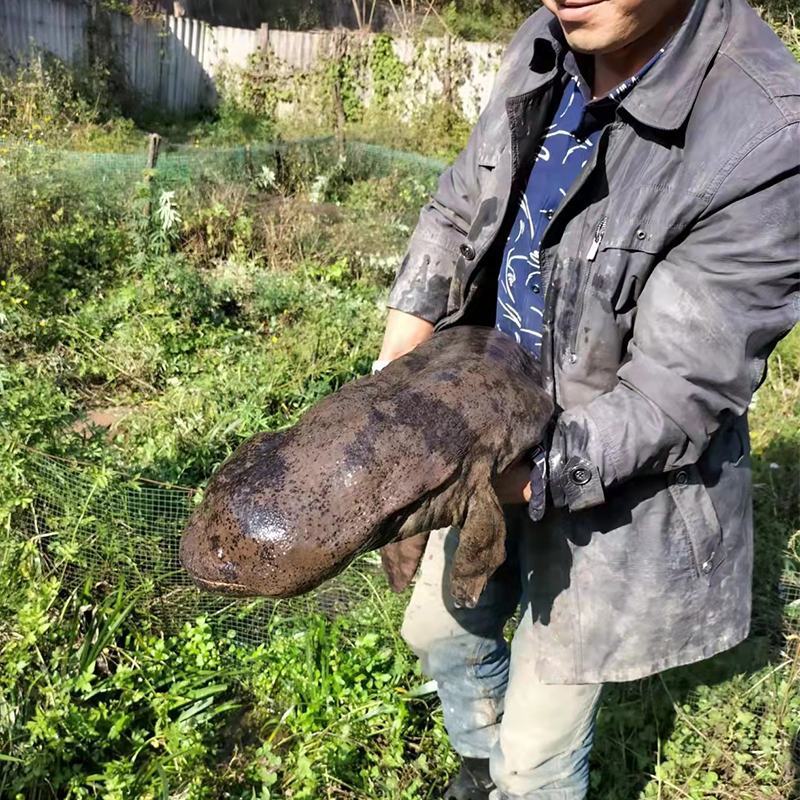 娃娃鱼活体包邮特惠促销价格欢迎联系一条也是批发价格好