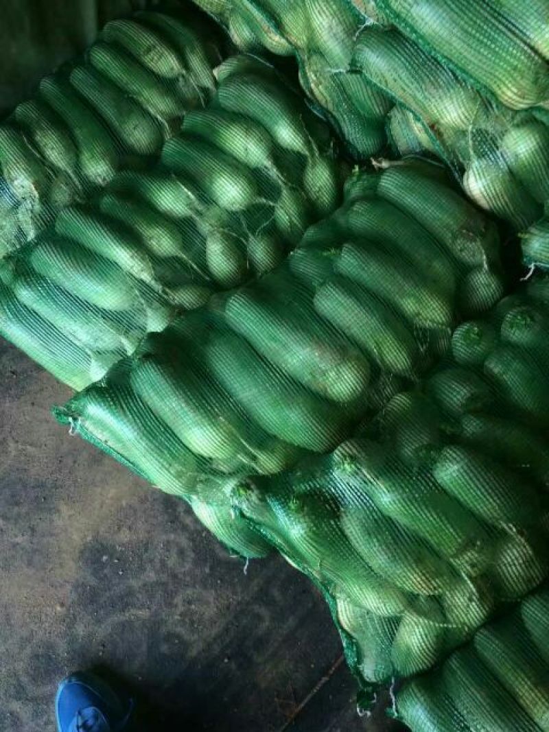 山东省济南市平阴县，里外青萝卜，大量供应0.2~1斤起