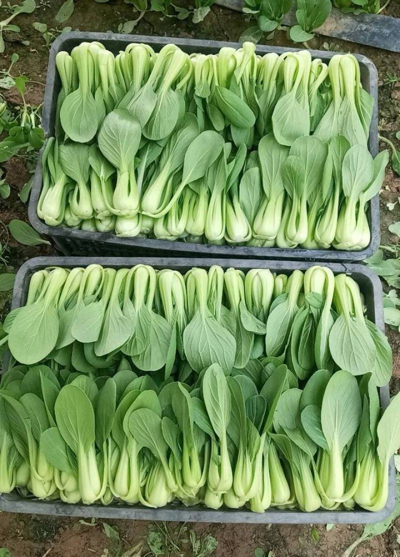 常年供应，曹县油菜上海青基地直供，量大从优，全国代发