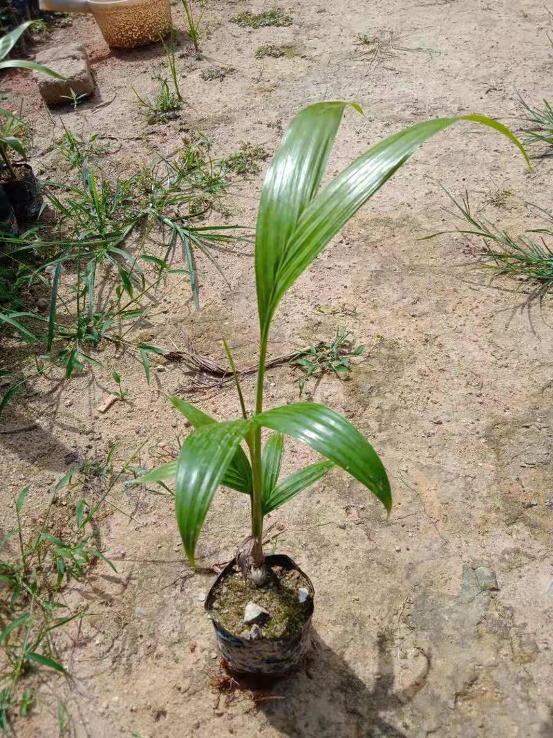 假槟榔苗四季常青棕榈类观赏树种园林绿化景观绿植