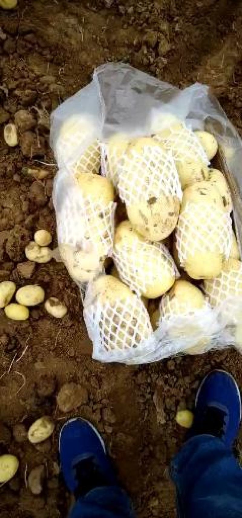 山东省济南市平阴县，荷兰十五，土豆，大量供应，质量好，