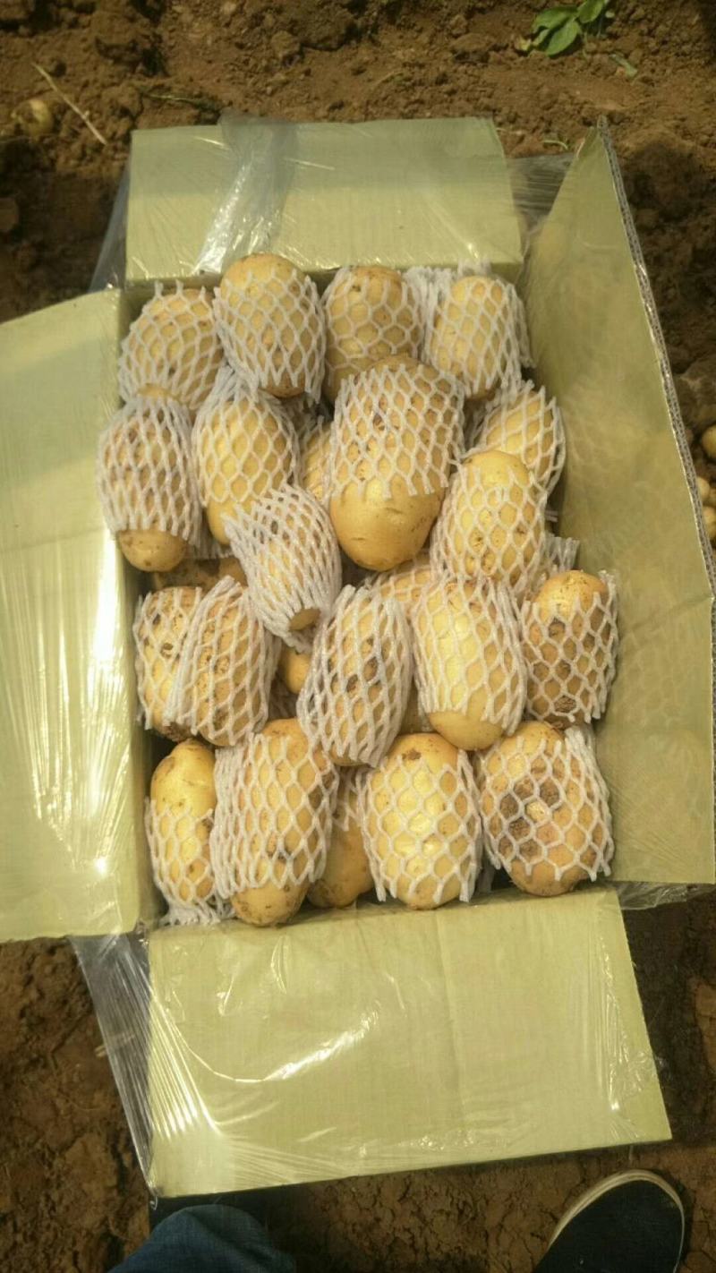 山东省济南市平阴县，荷兰十五，土豆，大量供应，质量好，