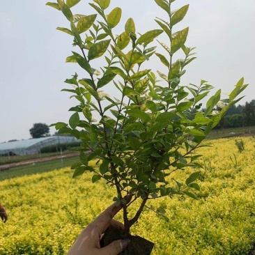 金叶女贞，杯苗，一手货源，基地直发，大量供应