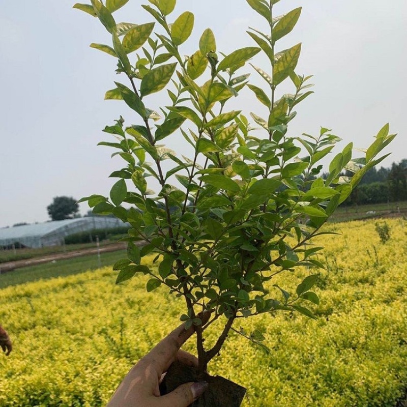 金叶女贞，杯苗，一手货源，基地直发，大量供应