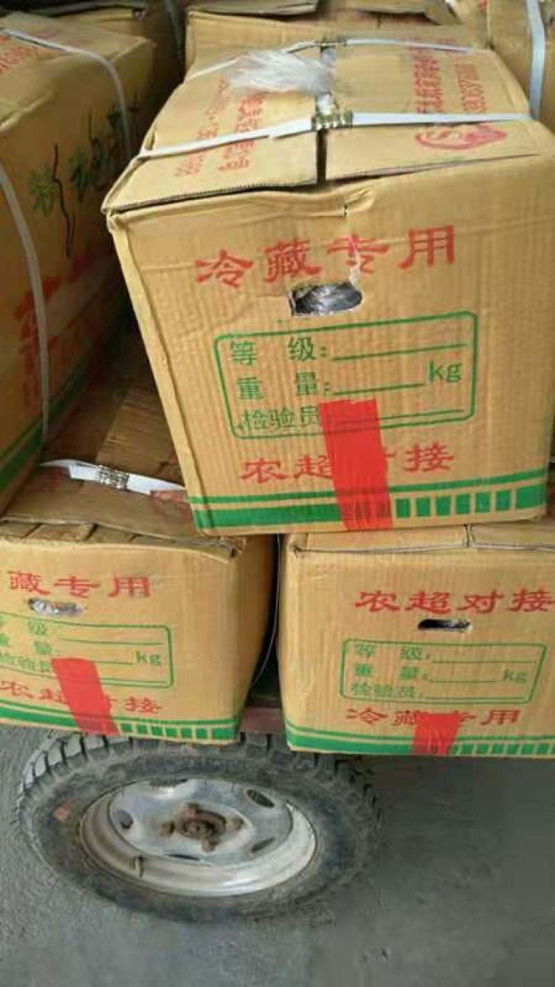 山东省济南市平阴县，荷兰十五，士豆，大量供应，质量好，