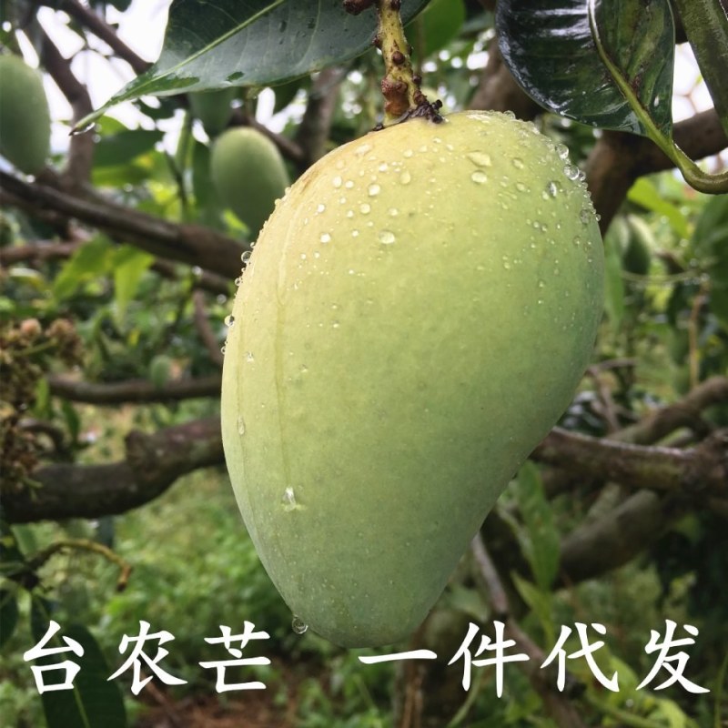 海南小台芒新鲜热带水果芒果皮薄核小5斤包邮