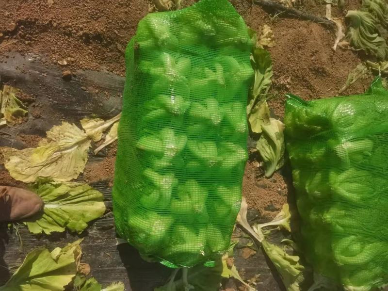 芥菜，肉菜，玉菜，酸菜大量上市，批发，可视频看货