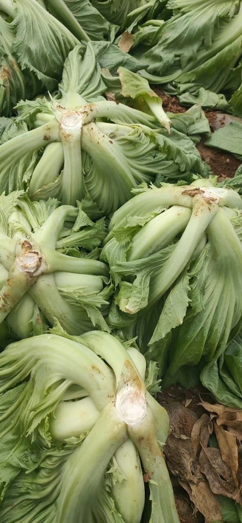 芥菜，肉菜，玉菜，酸菜大量上市，批发，可视频看货