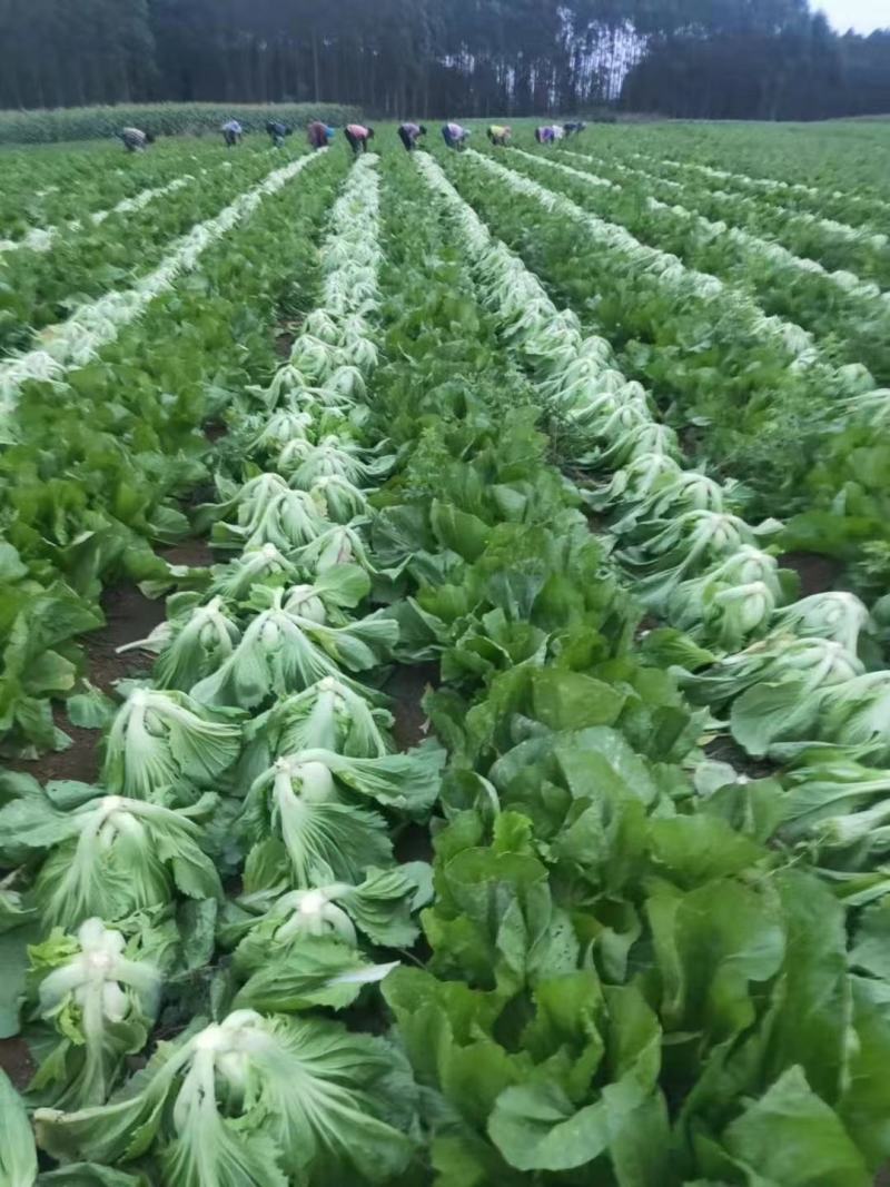 芥菜，肉菜，玉菜，酸菜大量上市，批发，可视频看货