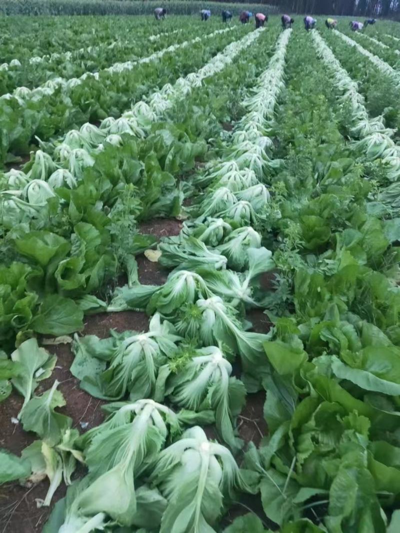 芥菜，肉菜，玉菜，酸菜大量上市，批发，可视频看货