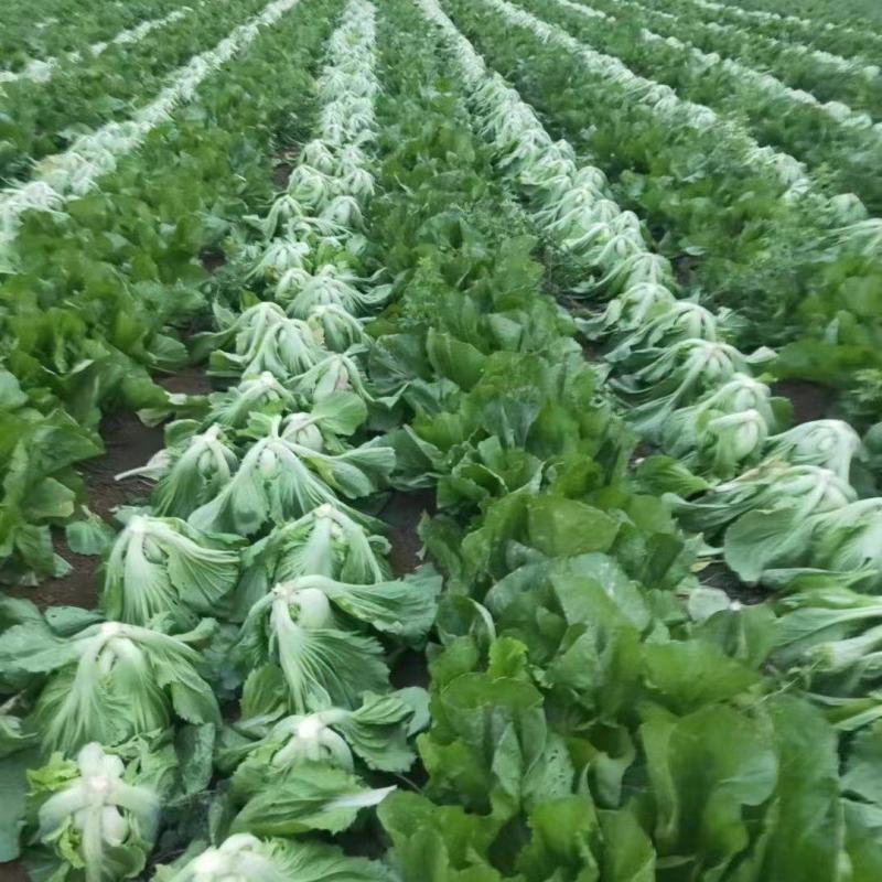芥菜，肉菜，玉菜，酸菜大量上市，批发，可视频看货