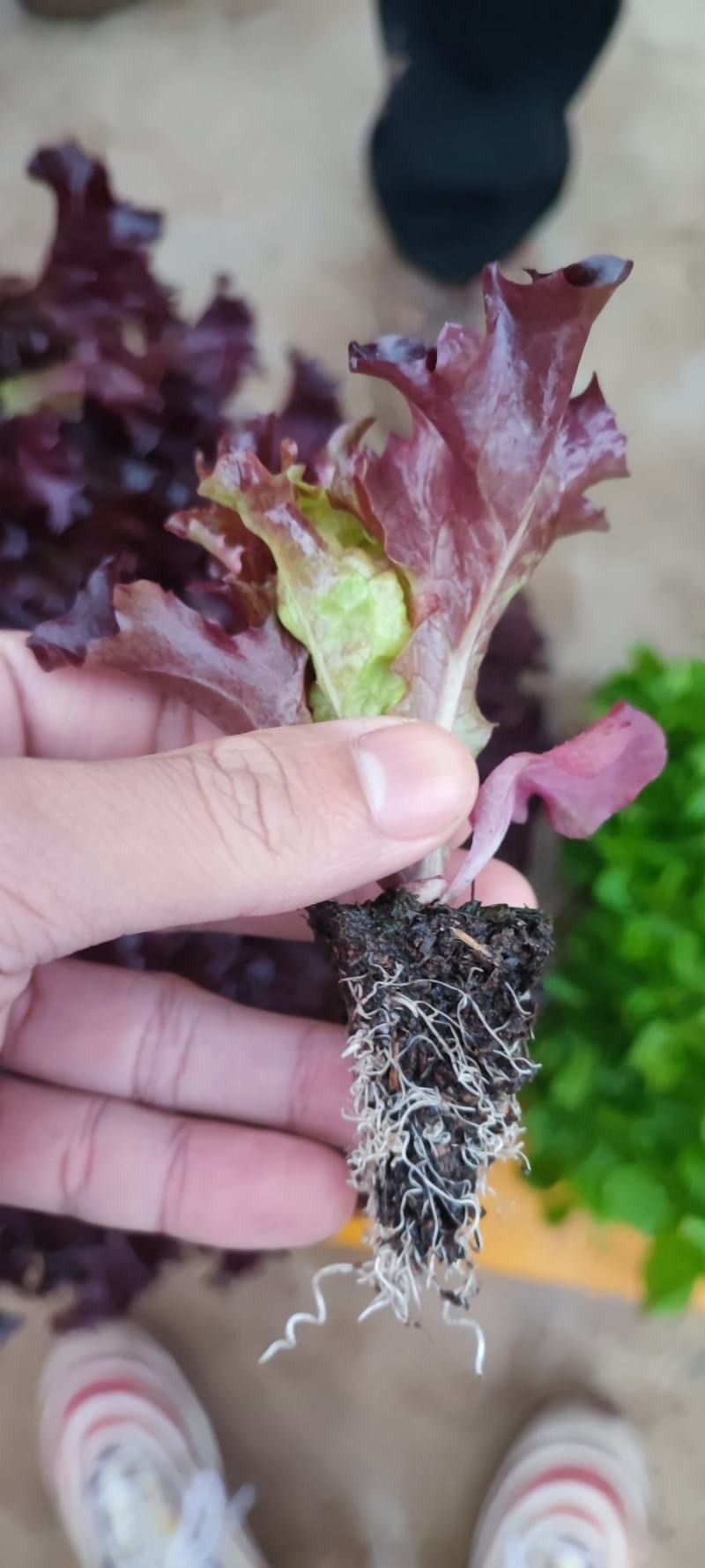 紫叶生菜苗，红珊瑚，双面，罗莎，欢迎来电！