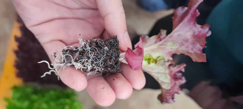 紫叶生菜苗，红珊瑚，双面，罗莎，欢迎来电！