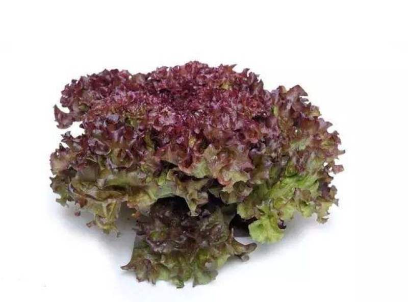 紫叶生菜苗，红珊瑚，双面，罗莎，欢迎来电！