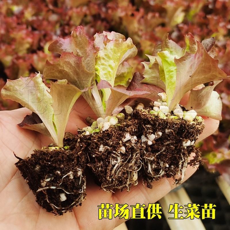 紫叶生菜苗，红珊瑚，双面，罗莎，欢迎来电！