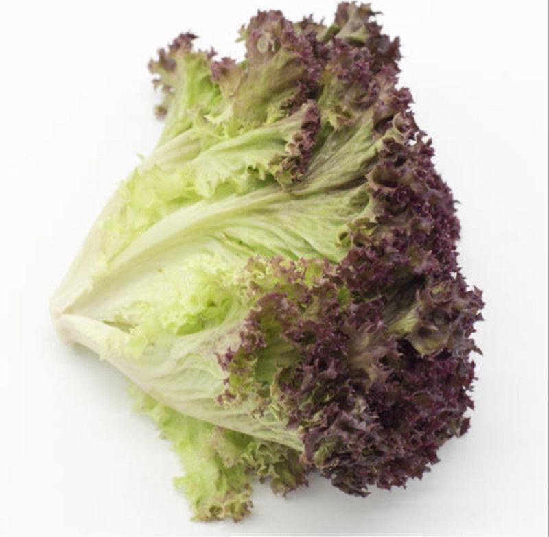 紫叶生菜苗，红珊瑚，双面，罗莎，欢迎来电！
