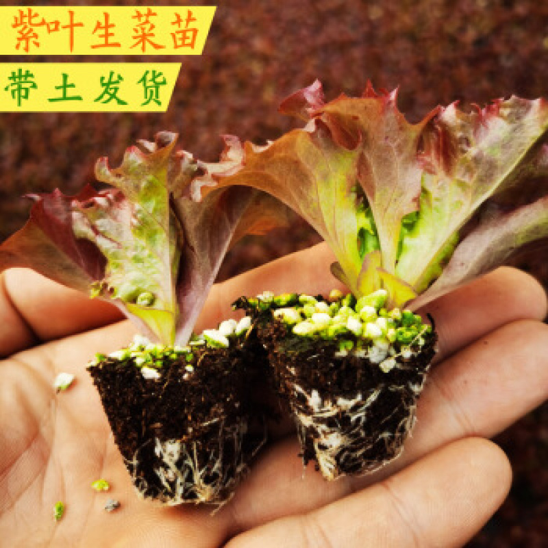 紫叶生菜苗，红珊瑚，双面，罗莎，欢迎来电！