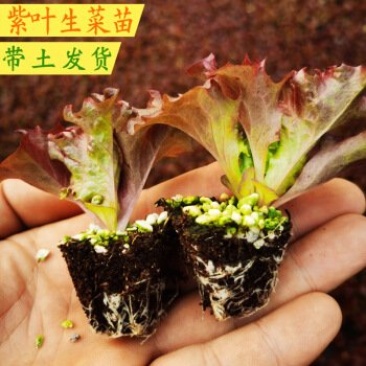 紫叶生菜苗，红珊瑚，双面，罗莎，欢迎来电！