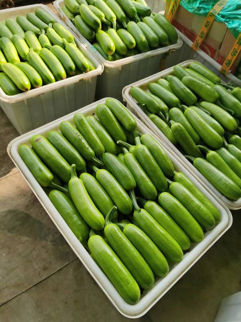 【实力】绿皮西葫芦现已大量上市，大量接单发全国各地