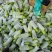 【实力】绿皮西葫芦现已大量上市，大量接单发全国各地