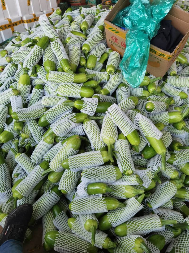 【实力】绿皮西葫芦现已大量上市，大量接单发全国各地