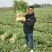 芹菜杭州西芹优质中棵菜，可根据客户需求加工做工精细