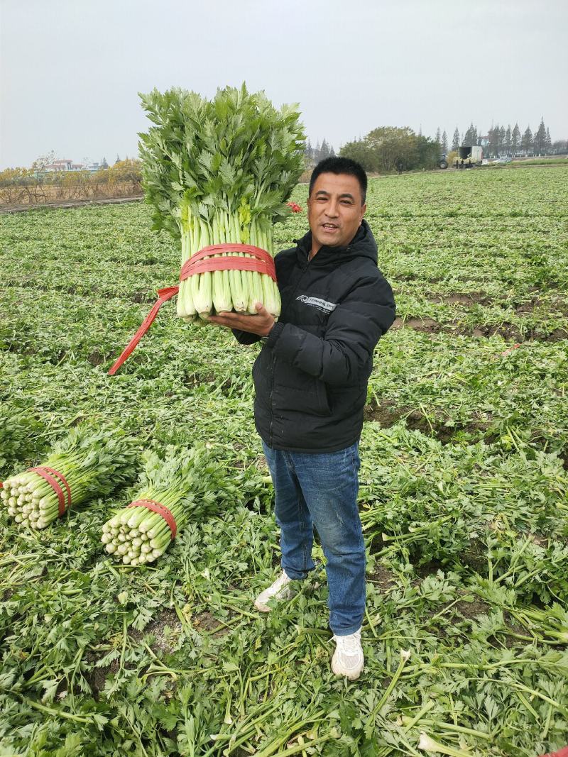 芹菜杭州西芹优质中棵菜，可根据客户需求加工做工精细