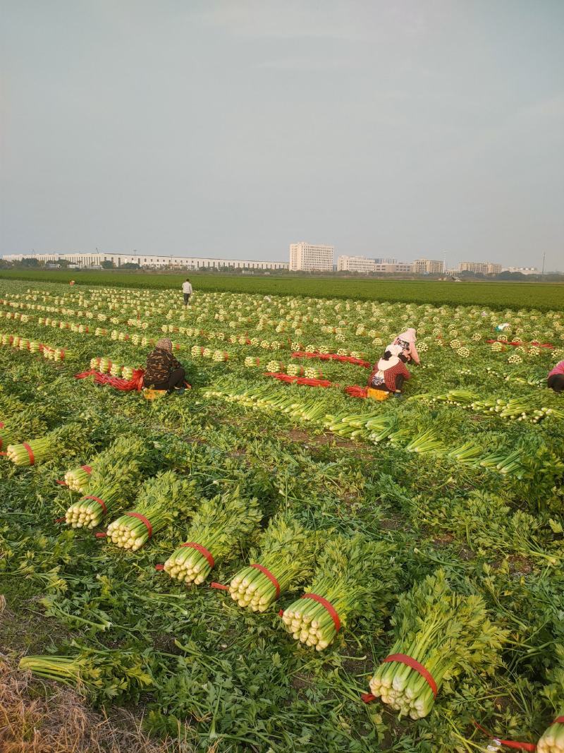 芹菜杭州西芹优质中棵菜，可根据客户需求加工做工精细