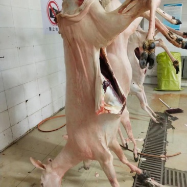 东北吉林梅花鹿鹿肉