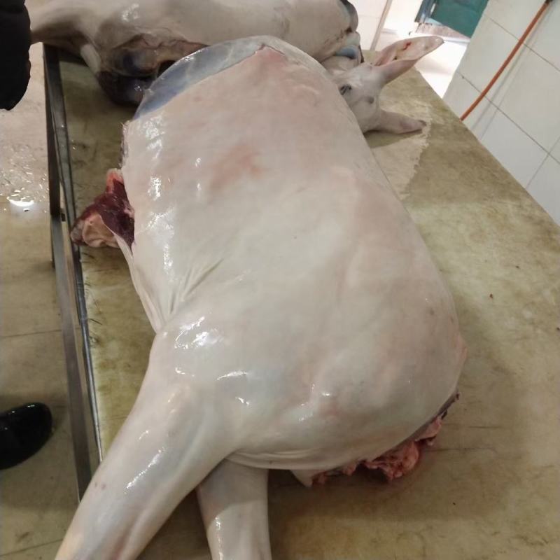 东北吉林梅花鹿鹿肉