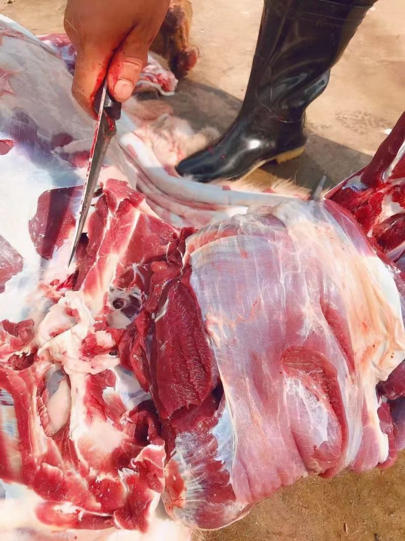 东北吉林梅花鹿鹿肉