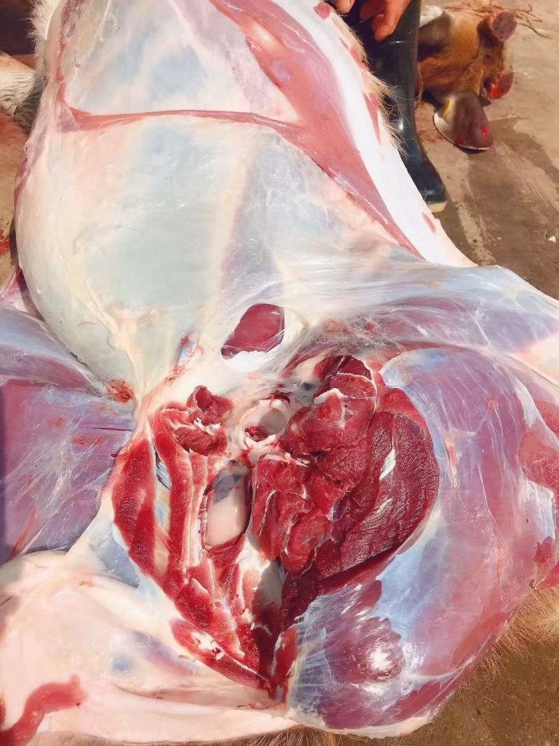 东北吉林梅花鹿鹿肉