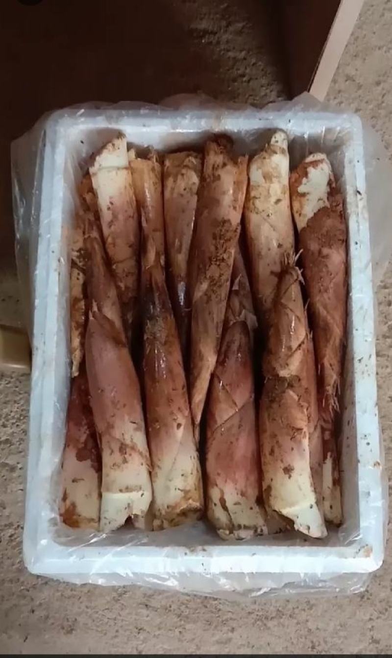 新鲜现挖雷竹笋批发雷笋鲜笋春笋笋尖中笋小笋