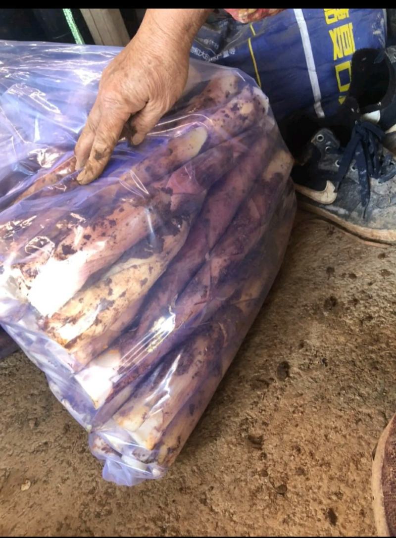 新鲜现挖雷竹笋批发雷笋鲜笋春笋笋尖中笋小笋