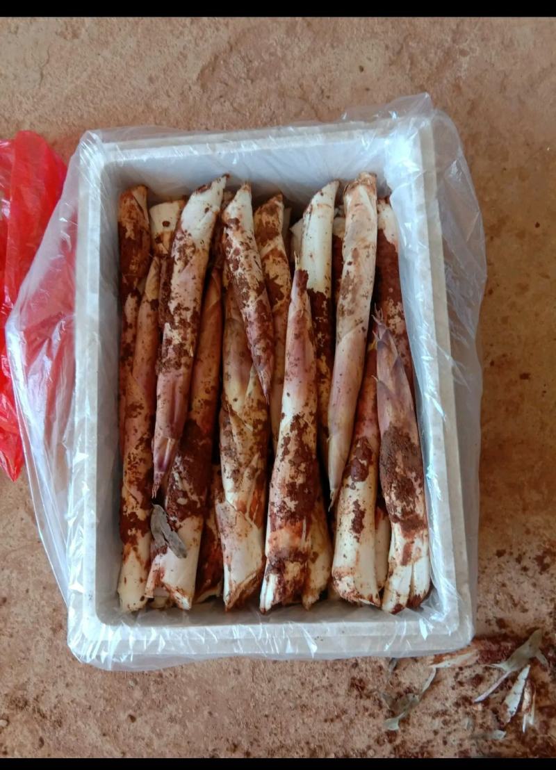 新鲜现挖雷竹笋批发雷笋鲜笋春笋笋尖中笋小笋