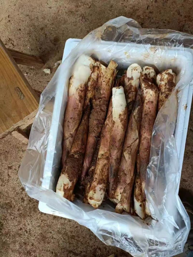 新鲜现挖雷竹笋批发雷笋鲜笋春笋笋尖中笋小笋
