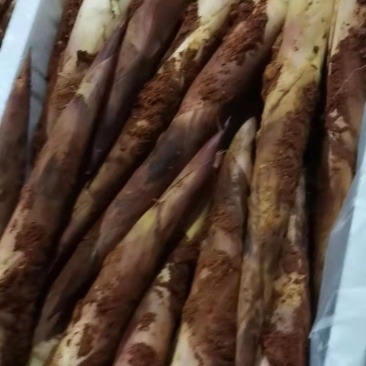 新鲜现挖雷竹笋批发雷笋鲜笋春笋笋尖中笋小笋